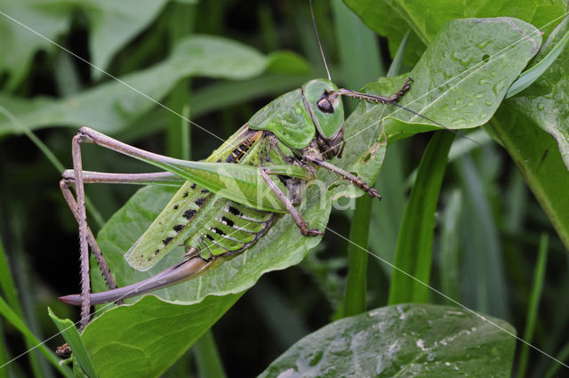 Wrattenbijter (Decticus verrucivorus)