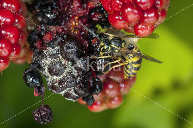 Gewone wesp (Vespula vulgaris)