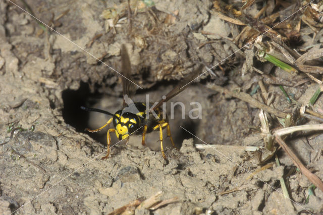 Duitse wesp (Vespula germanica)