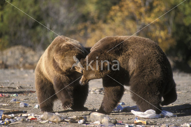 Kodiak bear (Ursus arctos middendorffi)