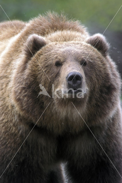 Kodiak bear (Ursus arctos middendorffi)