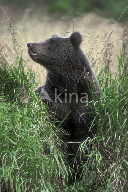 Kodiak bear (Ursus arctos middendorffi)