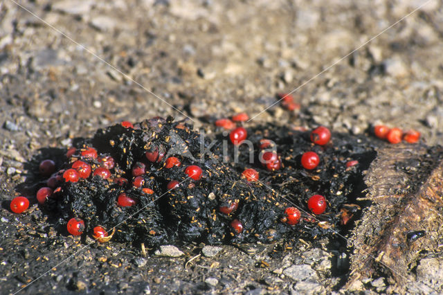 Kodiakbeer (Ursus arctos middendorffi)