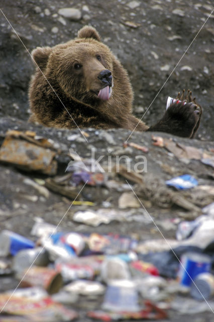 Kodiak bear (Ursus arctos middendorffi)