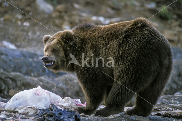 Kodiak bear (Ursus arctos middendorffi)