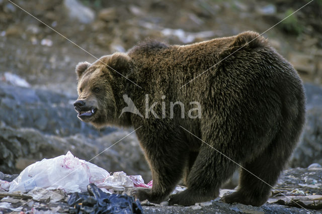 Kodiakbeer (Ursus arctos middendorffi)