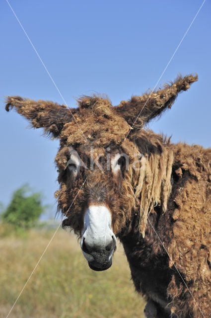 Poitou donkey (Equus asinus)