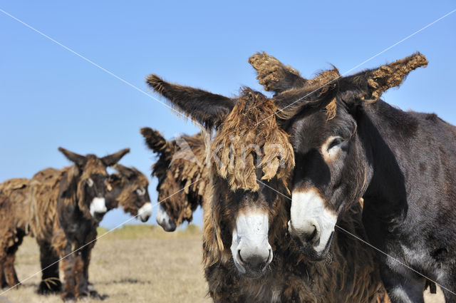 Poitou donkey (Equus asinus)