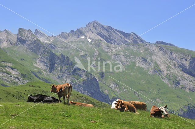 Cow (Bos domesticus)