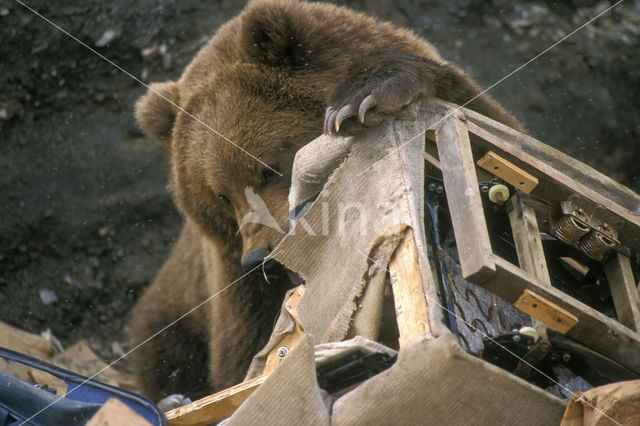 Kodiakbeer (Ursus arctos middendorffi)