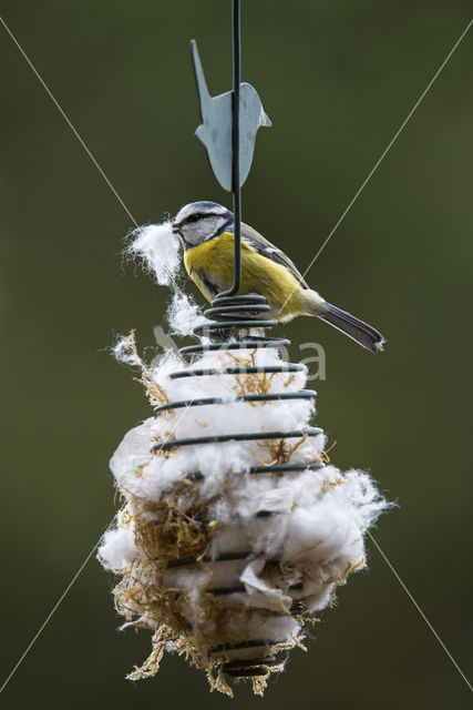 Blue Tit (Parus caeruleus)