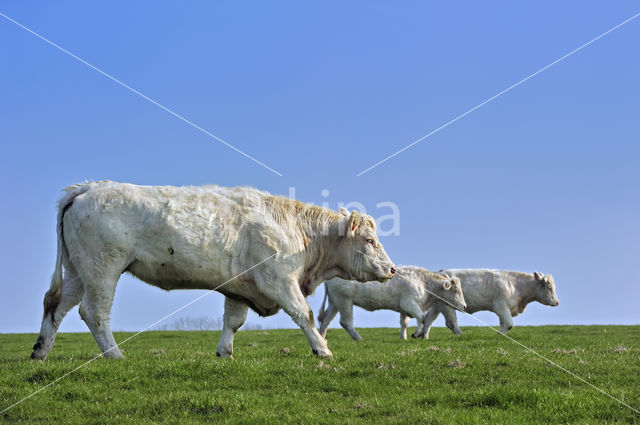 Charolais Koe (Bos domesticus)