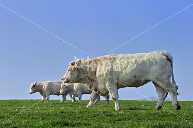 Charolais Koe (Bos domesticus)