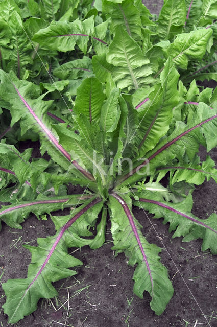 Koffiecichorei (Cichorium intybus var. sativum)