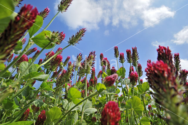 Crimson Clover (Trifolium incarnatum)