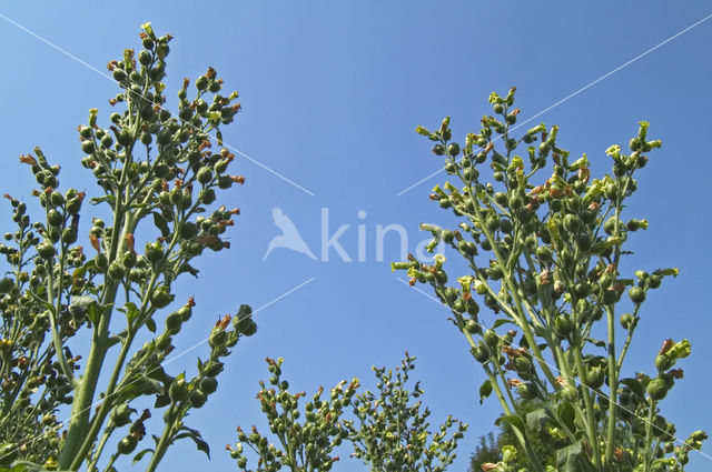 Tabak (Nicotiana tabacum)