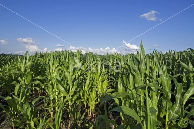 Maize