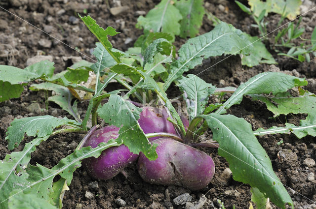 Turnip (Brassica rapa)