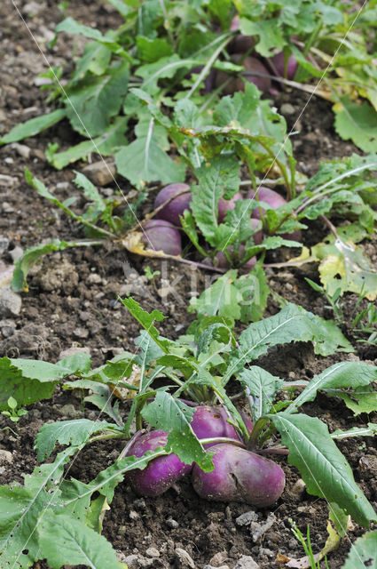 Turnip (Brassica rapa)