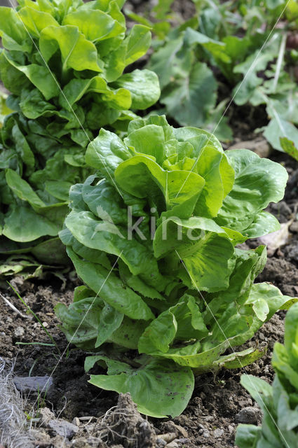 Garden Lettuce (Lactuca sativa)