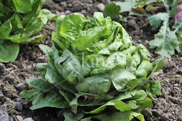 Garden Lettuce (Lactuca sativa)