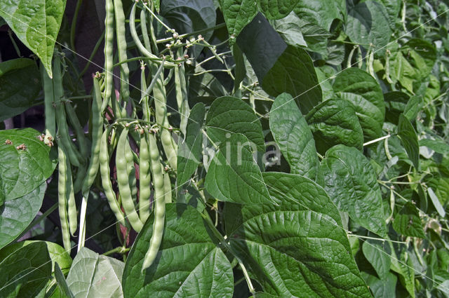 climbing French Bean (Phaseolus vulgaris)
