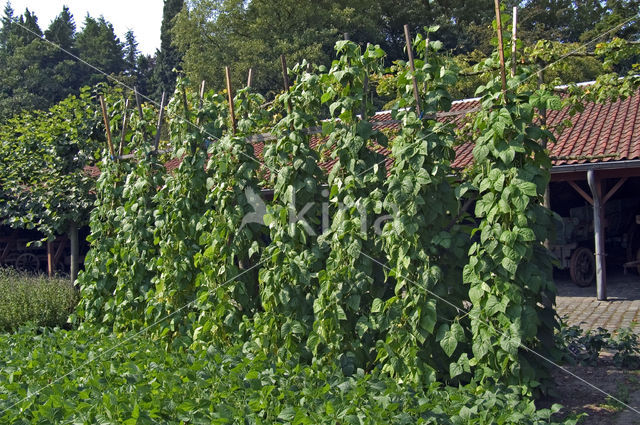 climbing French Bean (Phaseolus vulgaris)