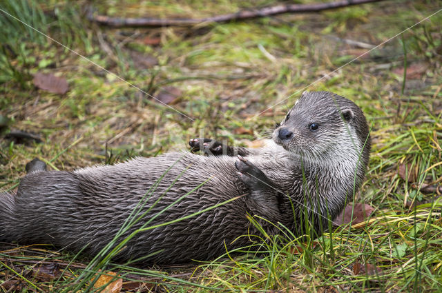 European Otter (Lutra lutra)