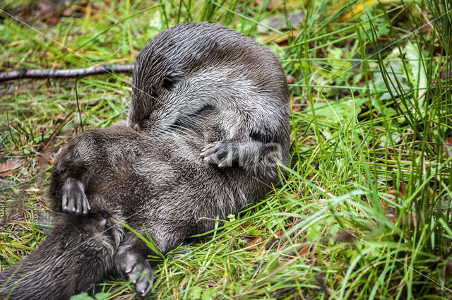 European Otter (Lutra lutra)