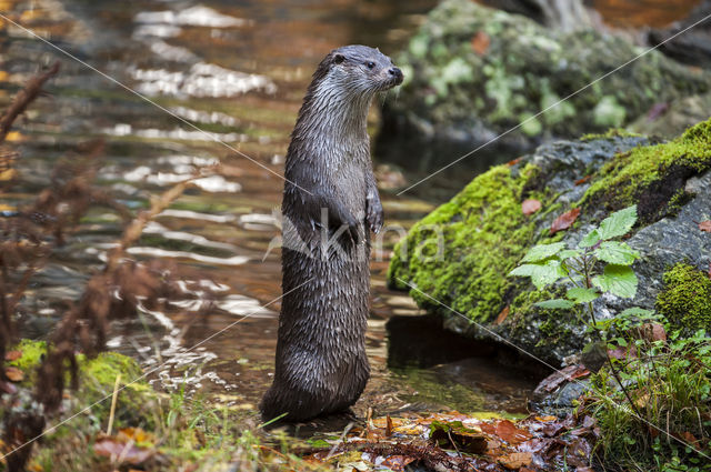 European Otter (Lutra lutra)