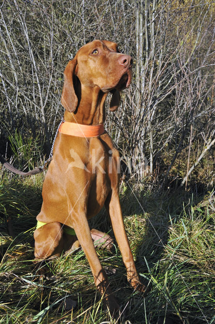 Hongaarse kortharige Vizsla (Canis domesticus)