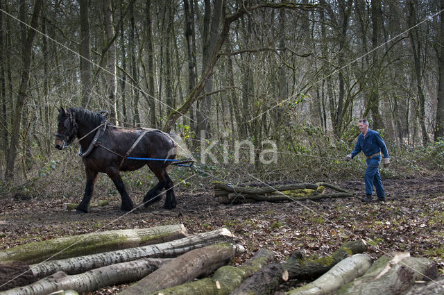 Belgisch trekpaard