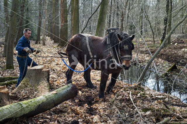 Belgisch trekpaard