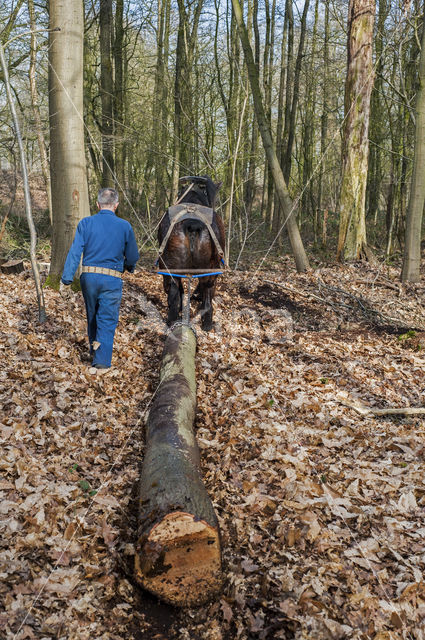 Belgisch trekpaard