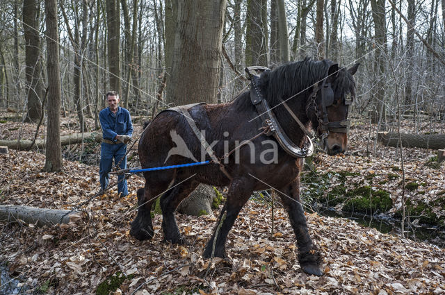 Belgian Horse (Equus spp)