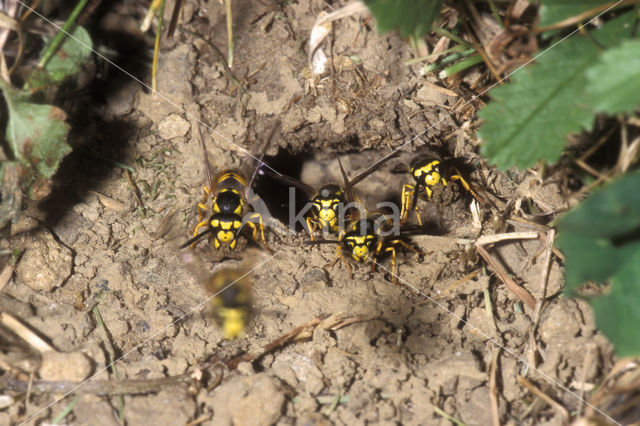 Duitse wesp (Vespula germanica)