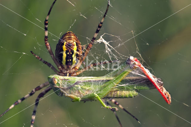 wasp spider (Argiope bruennichi)