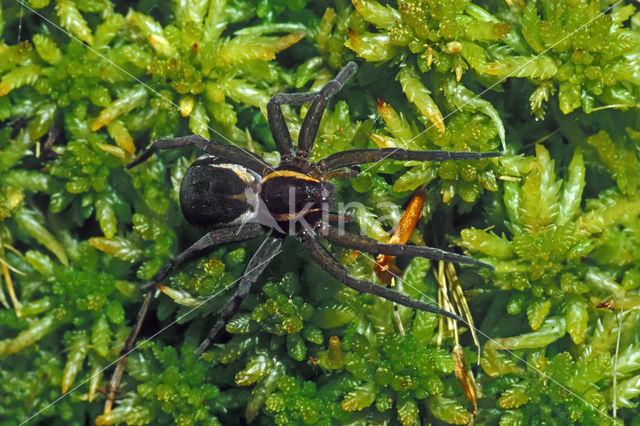 Gerande oeverspin (Dolomedes fimbriatus)