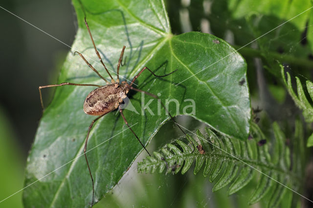 Harvestman (Rilaena triangularis)
