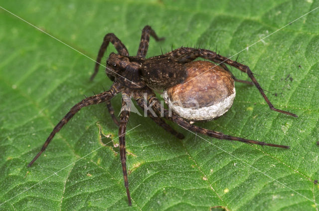 Tuinwolfspin (Pardosa amentata)