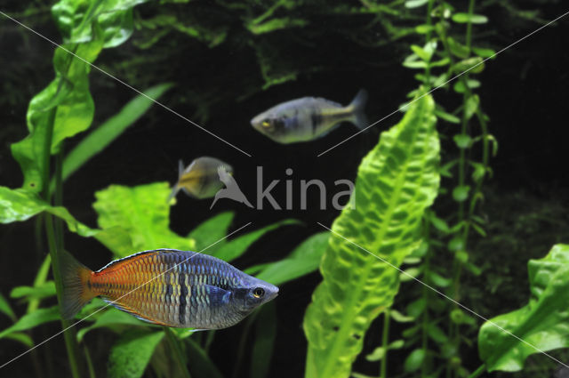 Boeseman's rainbowfish (Melanotaenia boesemani)