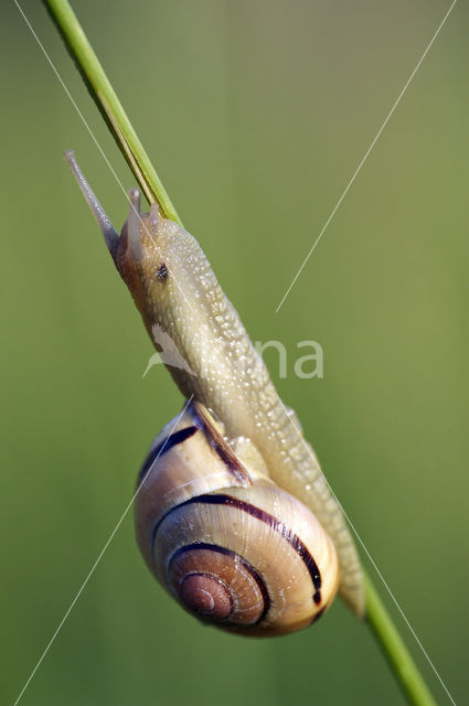 Gewone Tuinslak (Cepaea nemoralis)