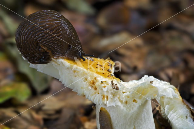 Red Slug (Arion rufus)