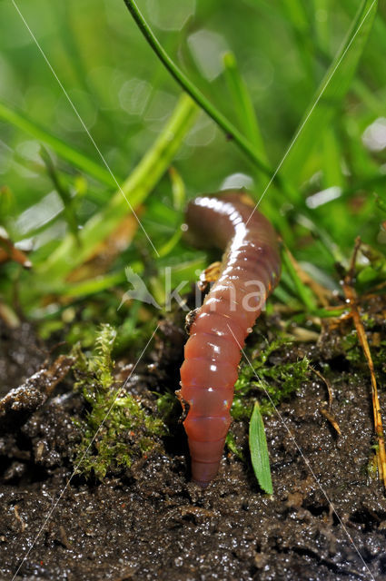 Earthworm (Lumbricus terrestris)