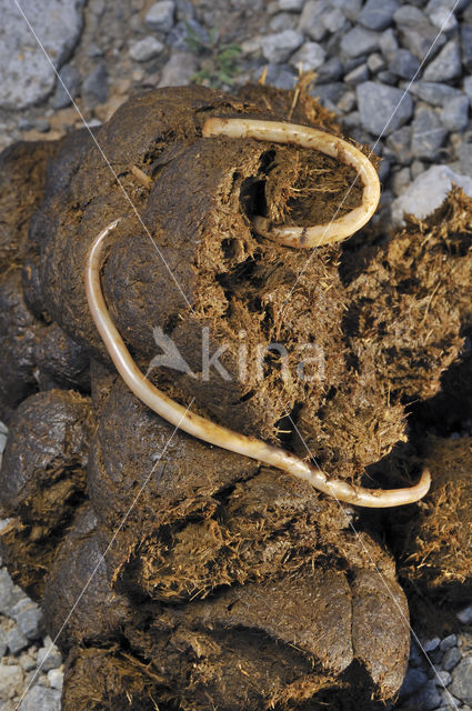 Spoelworm (Parascaris Equorum)