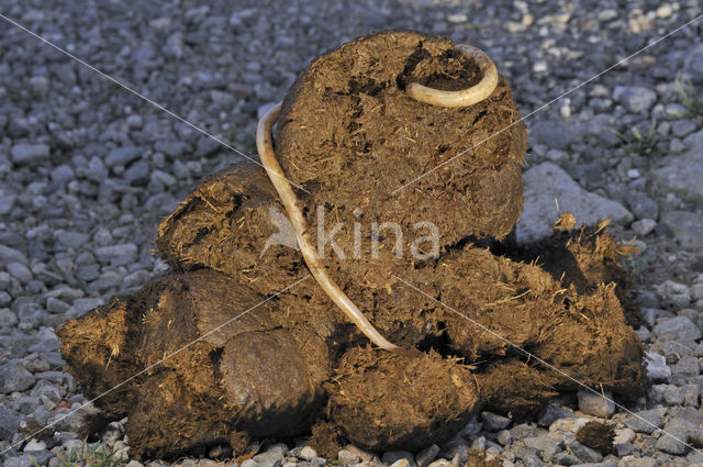 Equine roundworm (Parascaris Equorum)