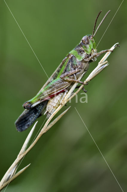 Strandsprinkhaan (Aiolopus thalassinus)