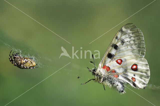 Apollovlinder (Parnassius apollo)