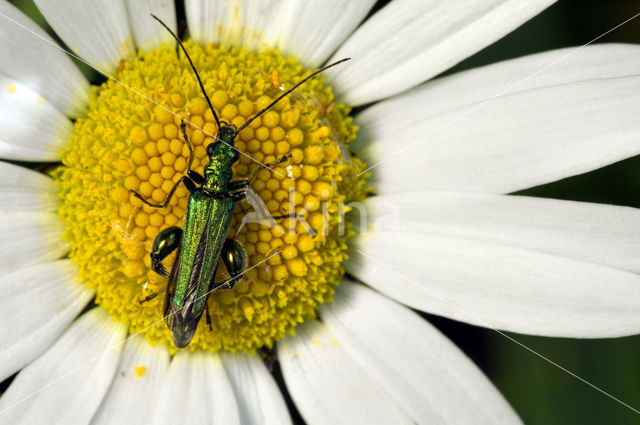 thick-legged flower beetle (Oedemera nobilis)