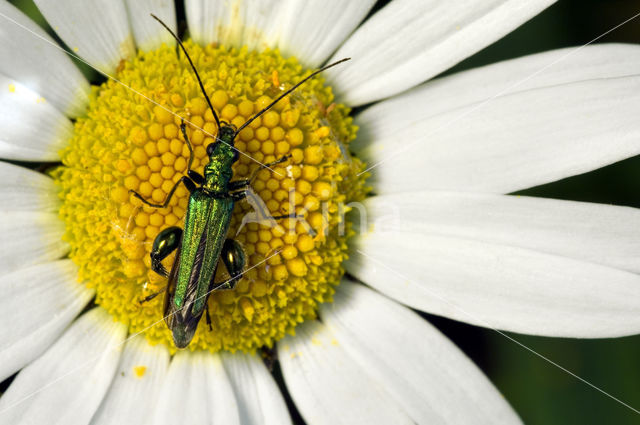 Fraaie Schijnboktor (Oedemera nobilis)